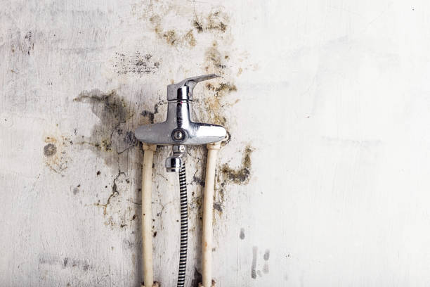 Best Health and Safety Mold Remediation in San Antonio Heights, CA