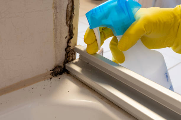 Best Crawl Space Mold Remediation in San Antonio Heights, CA