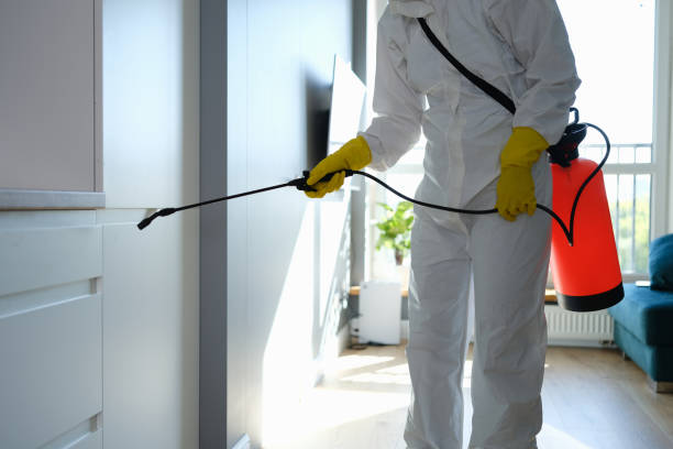 Best Insurance-Related Mold Remediation in San Antonio Heights, CA