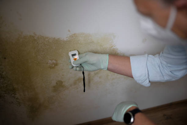 Best Preventive Mold Services in San Antonio Heights, CA