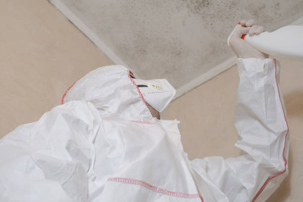 Best Localized Mold Remediation (e.g., coastal areas, humid climates) in San Antonio Heights, CA
