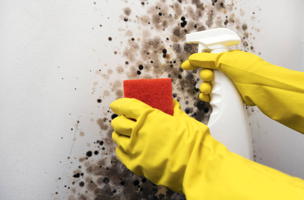 Best Kitchen Mold Remediation in San Antonio Heights, CA