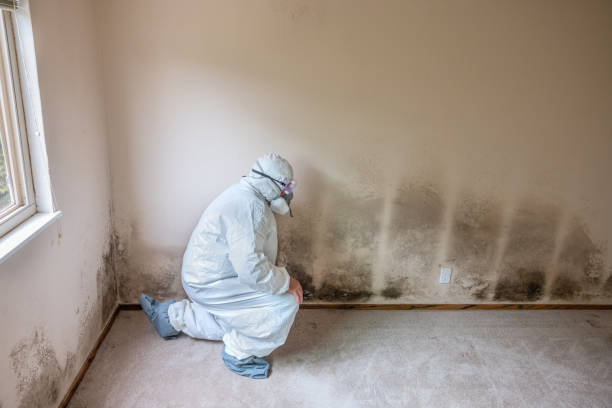 Best Mold Remediation for Specific Building Types in San Antonio Heights, CA