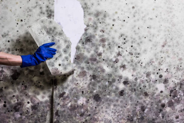 Best Post-Flood Mold Remediation in San Antonio Heights, CA